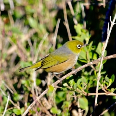 Zosterops lateralis (Silvereye) at Eden, NSW - 5 Aug 2017 by RossMannell