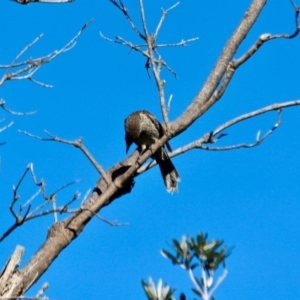 Anthochaera chrysoptera at Eden, NSW - 6 Aug 2017 10:42 AM