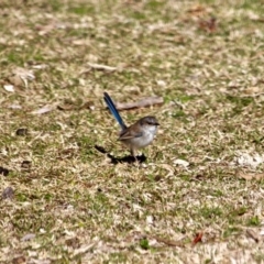 Malurus cyaneus (Superb Fairywren) at Ben Boyd National Park - 6 Aug 2017 by RossMannell