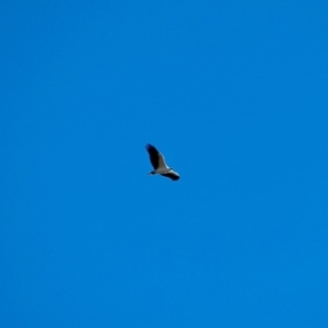 Haliaeetus leucogaster at Eden, NSW - 6 Aug 2017