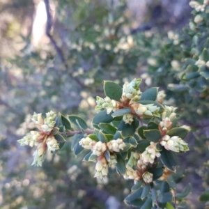 Monotoca elliptica at Merimbula, NSW - 7 Aug 2017