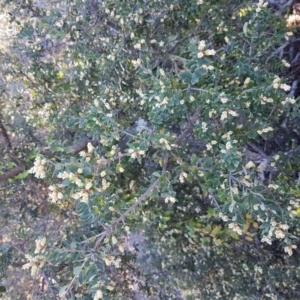 Monotoca elliptica at Merimbula, NSW - 7 Aug 2017 10:02 AM
