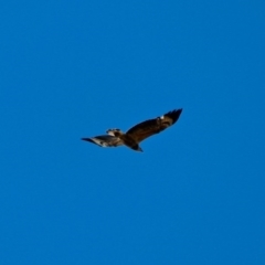 Haliaeetus leucogaster (White-bellied Sea-Eagle) at Eden, NSW - 13 Aug 2017 by RossMannell