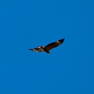 Haliaeetus leucogaster at Eden, NSW - 13 Aug 2017