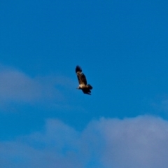 Haliaeetus leucogaster at Eden, NSW - 13 Aug 2017