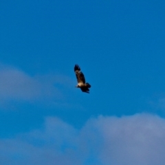 Haliaeetus leucogaster at Eden, NSW - 13 Aug 2017 02:03 PM