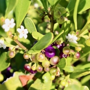 Myoporum boninense subsp. australe at Eden, NSW - 6 Aug 2017 09:51 AM