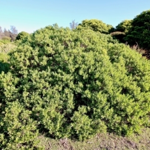 Myoporum boninense subsp. australe at Eden, NSW - 6 Aug 2017