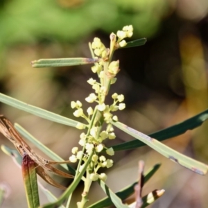 Acacia suaveolens at Eden, NSW - 6 Aug 2017