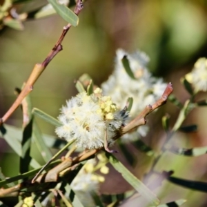 Acacia suaveolens at Eden, NSW - 6 Aug 2017