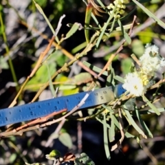Acacia suaveolens at Eden, NSW - 6 Aug 2017 11:40 AM
