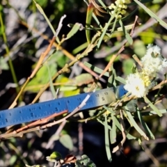 Acacia suaveolens at Eden, NSW - 6 Aug 2017