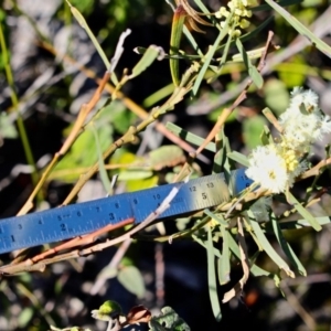 Acacia suaveolens at Eden, NSW - 6 Aug 2017