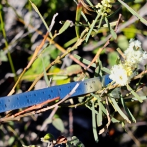 Acacia suaveolens at Eden, NSW - 6 Aug 2017 11:40 AM