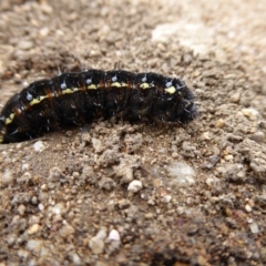 Apina callisto (Pasture Day Moth) at Molonglo Valley, ACT - 3 Aug 2017 by AndyRussell