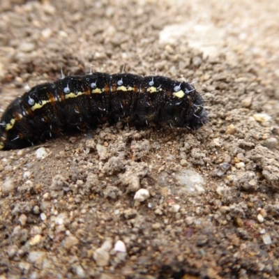 Apina callisto (Pasture Day Moth) at Molonglo Valley, ACT - 3 Aug 2017 by AndyRussell