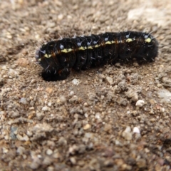 Apina callisto at Molonglo Valley, ACT - 3 Aug 2017