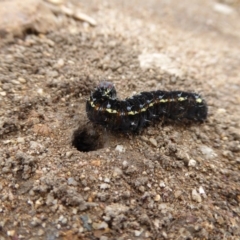 Apina callisto at Molonglo Valley, ACT - 3 Aug 2017 11:27 AM