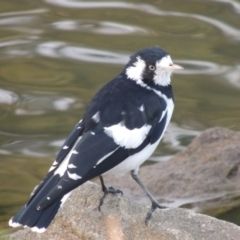 Grallina cyanoleuca (Magpie-lark) at Gordon, ACT - 25 Mar 2015 by michaelb