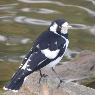 Grallina cyanoleuca (Magpie-lark) at Point Hut Pond - 25 Mar 2015 by michaelb