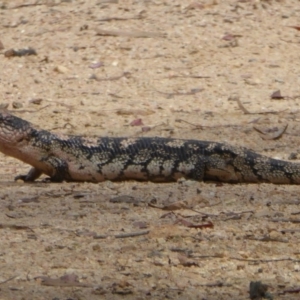Tiliqua nigrolutea at Rendezvous Creek, ACT - 19 Feb 2015