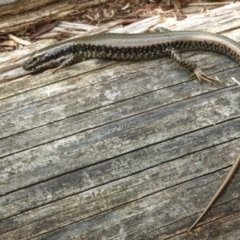 Eulamprus heatwolei (Yellow-bellied Water Skink) at Tidbinbilla Nature Reserve - 2 Mar 2015 by Christine