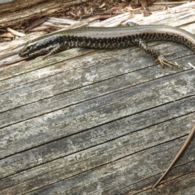 Eulamprus heatwolei (Yellow-bellied Water Skink) at Tidbinbilla Nature Reserve - 2 Mar 2015 by Christine