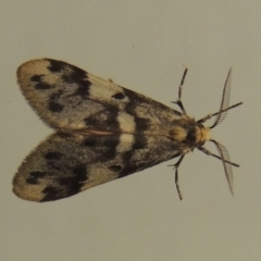 Anestia (genus) (A tiger moth) at Pollinator-friendly garden Conder - 25 Mar 2015 by michaelb