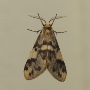 Anestia (genus) at Conder, ACT - 25 Mar 2015