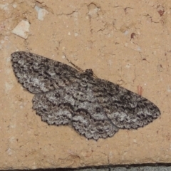 Ectropis fractaria (Ringed Bark Moth) at Conder, ACT - 26 Mar 2015 by michaelb