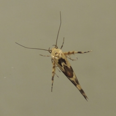 Stathmopoda melanochra (An Oecophorid moth (Eriococcus caterpillar)) at Conder, ACT - 25 Mar 2015 by michaelb