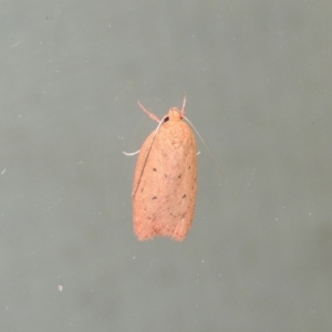 Garrha leucerythra at Conder, ACT - 27 Mar 2015 10:19 PM