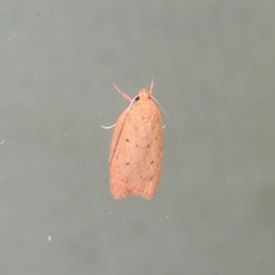 Garrha leucerythra (A concealer moth) at Conder, ACT - 27 Mar 2015 by michaelb