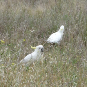 Cacatua galerita at Hughes, ACT - 12 Nov 2011 07:56 AM