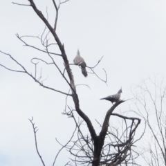 Ocyphaps lophotes (Crested Pigeon) at Red Hill to Yarralumla Creek - 25 Mar 2011 by ruthkerruish