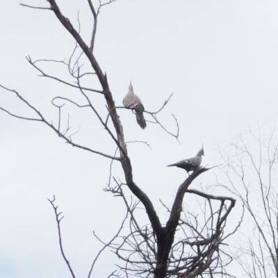 Ocyphaps lophotes (Crested Pigeon) at Red Hill to Yarralumla Creek - 25 Mar 2011 by ruthkerruish