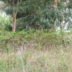 Rubus anglocandicans (Blackberry) at Garran, ACT - 24 Jan 2012 by ruthkerruish