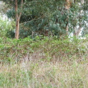 Rubus anglocandicans at Garran, ACT - 25 Jan 2012