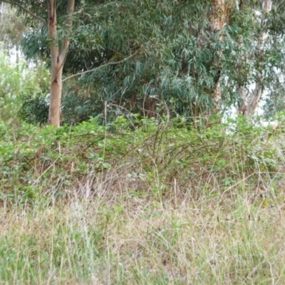 Rubus anglocandicans (Blackberry) at Garran, ACT - 25 Jan 2012 by ruthkerruish