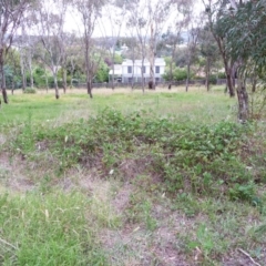 Rubus anglocandicans at Garran, ACT - 25 Jan 2012