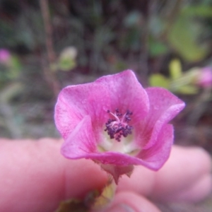 Pavonia hastata at Mawson, ACT - 7 Aug 2017