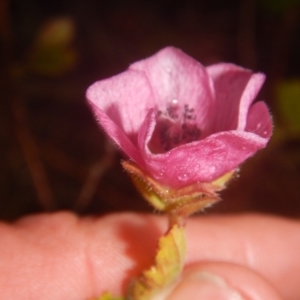 Pavonia hastata at Mawson, ACT - 7 Aug 2017