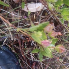 Pavonia hastata at Mawson, ACT - 7 Aug 2017