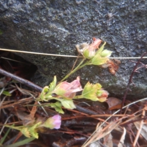 Pavonia hastata at Mawson, ACT - 7 Aug 2017