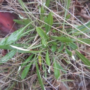 Gazania rigens at Mawson, ACT - 7 Aug 2017 05:54 PM