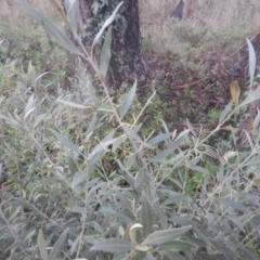 Olea europaea subsp. cuspidata (African Olive) at Mawson, ACT - 7 Aug 2017 by MichaelMulvaney