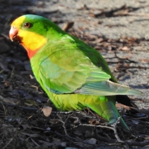 Polytelis swainsonii at Wanniassa, ACT - 8 Aug 2017