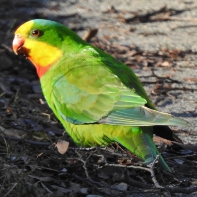 Polytelis swainsonii (Superb Parrot) at Wanniassa, ACT - 8 Aug 2017 by JohnBundock