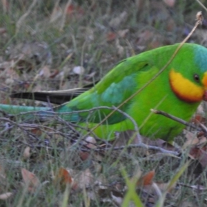 Polytelis swainsonii at Wanniassa, ACT - 8 Aug 2017