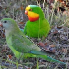 Polytelis swainsonii at Wanniassa, ACT - 8 Aug 2017